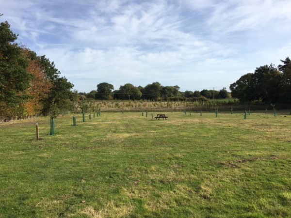 The result of watering and management Oct 2017