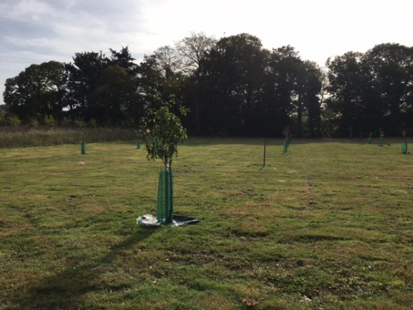 The trees growing well Oct 2017