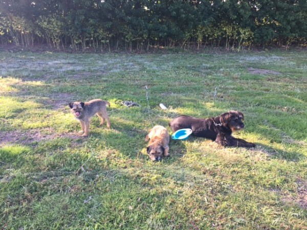 Dogs drinking water