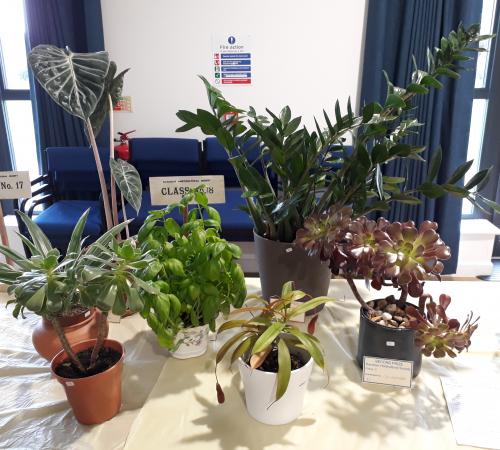 Summer Horticultural Show