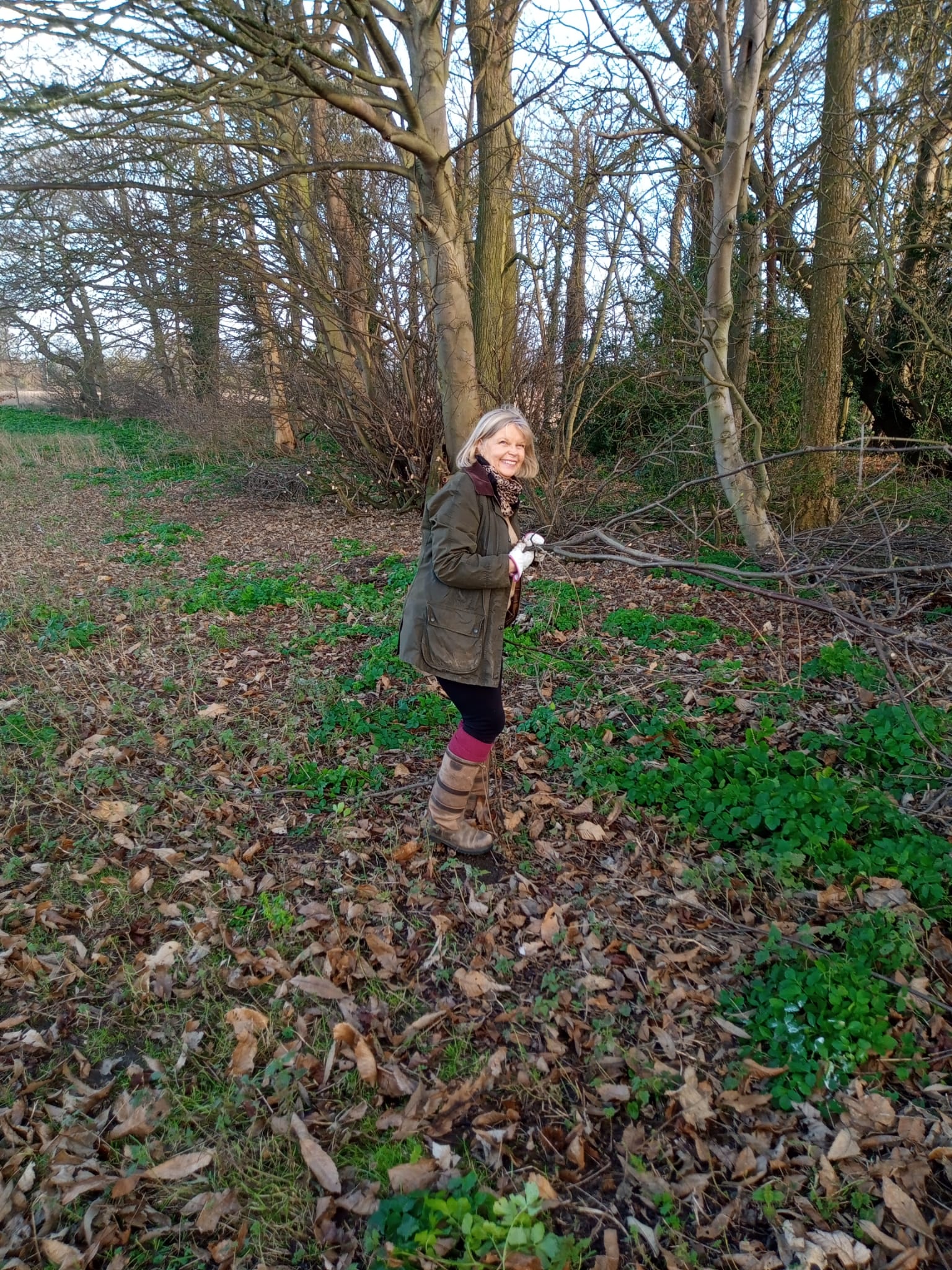 An orchard volunteer