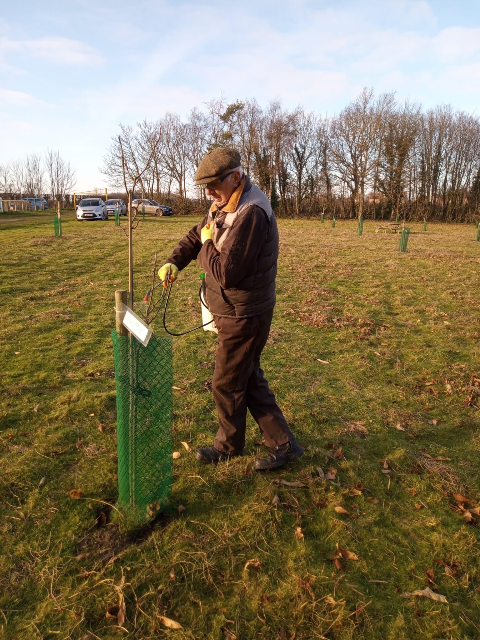 An orchard volunteer