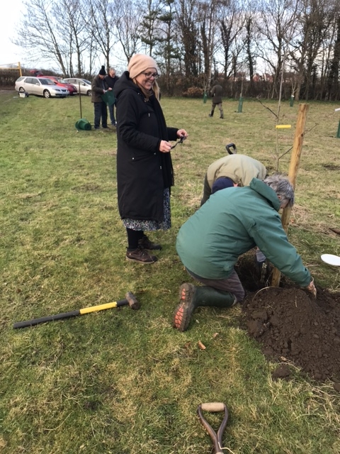 Planting fruit trees at  the orchard