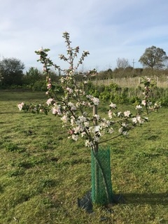 Spring flowering fruit tree