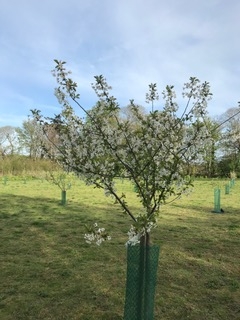 Spring flowering fruit tree