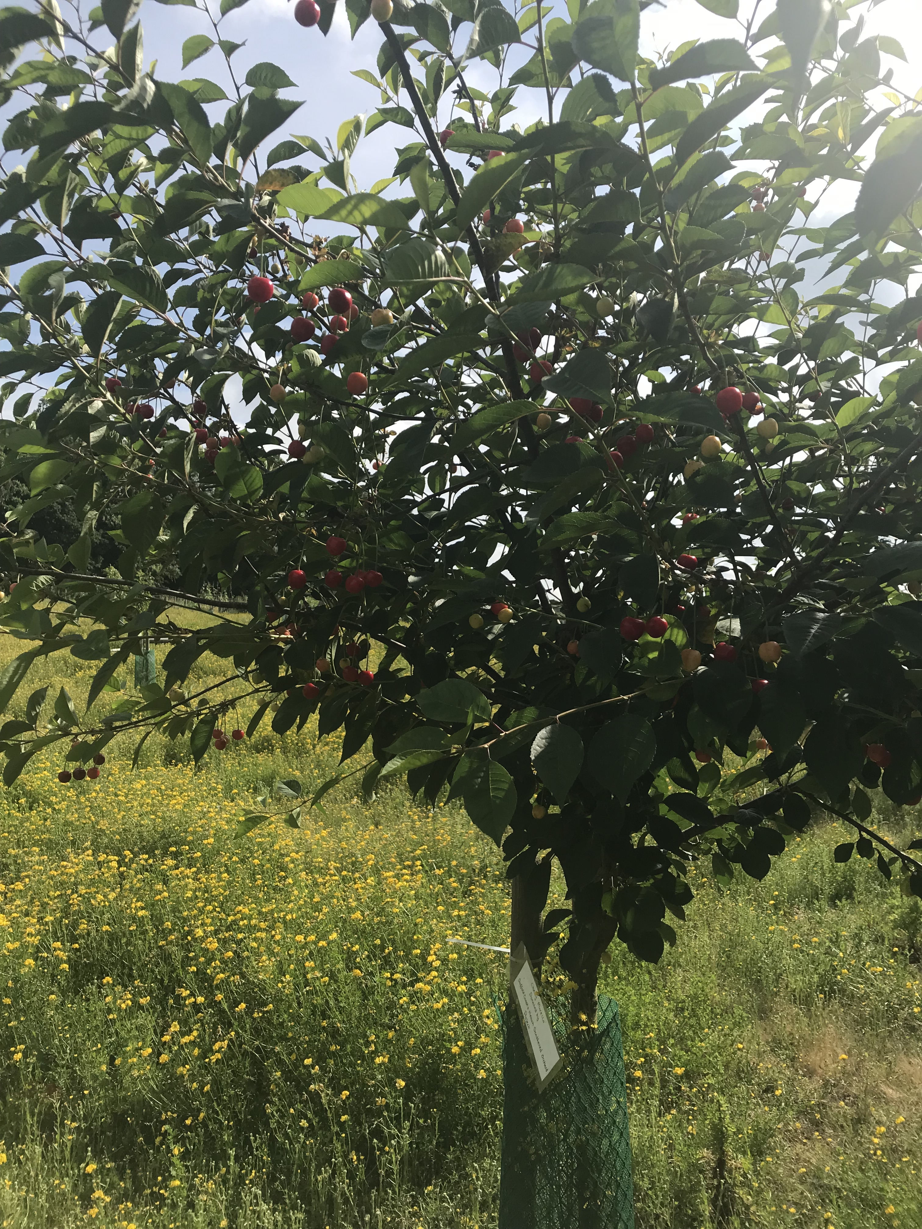 A fruiting cherry tree