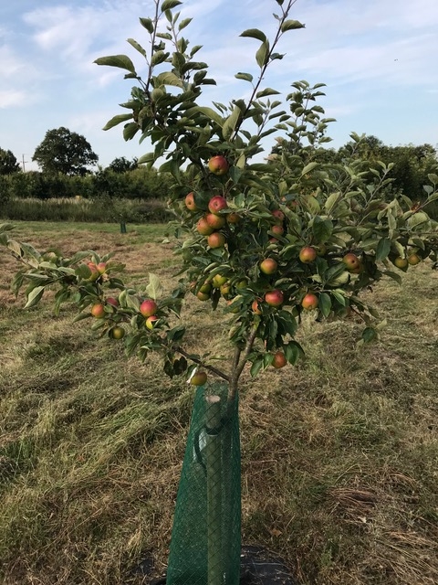 Orchard Fruit on tree