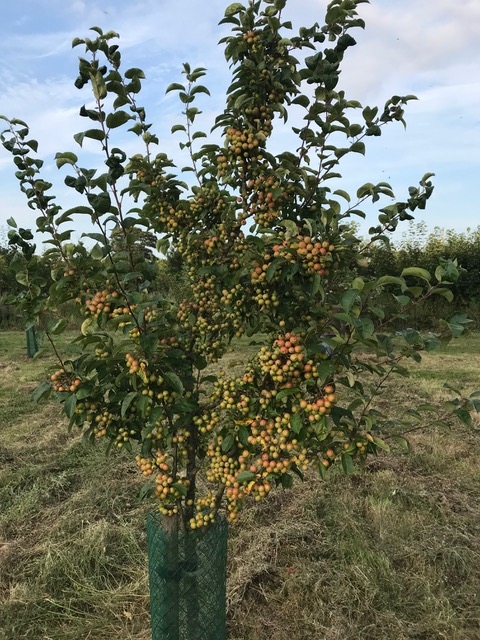 Orchard fruit on tree