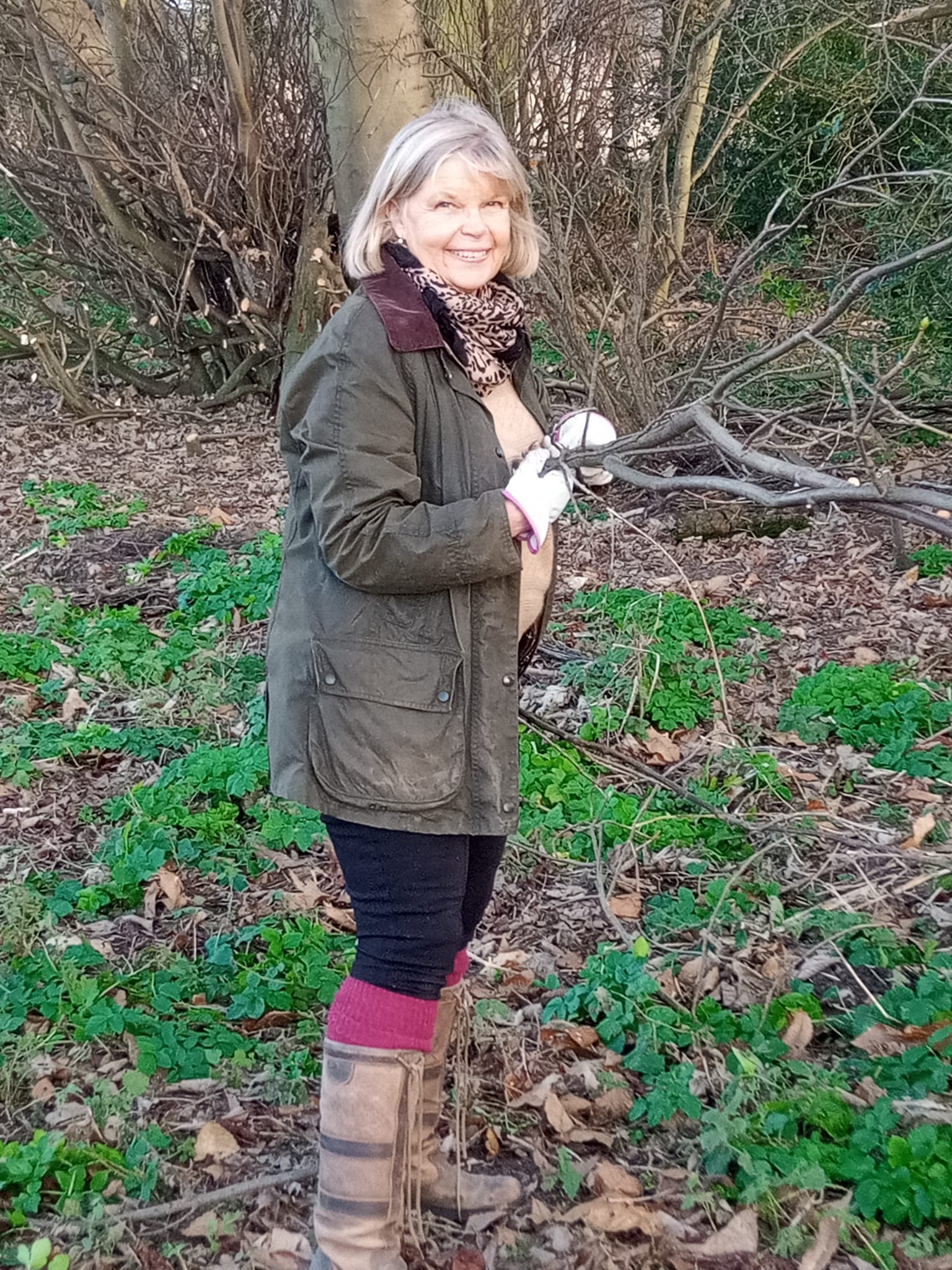 An orchard volunteer
