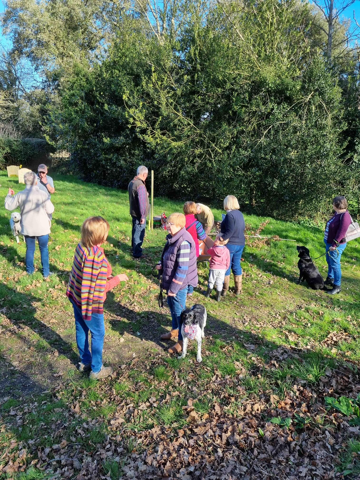 Volunteers assist planting  the platinum jubilee tree